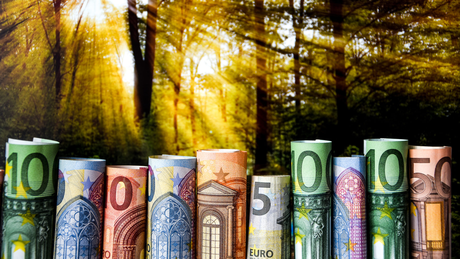 Euro bills in front of a forrest
